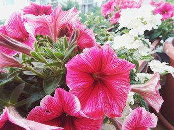 Close-up of pink flower