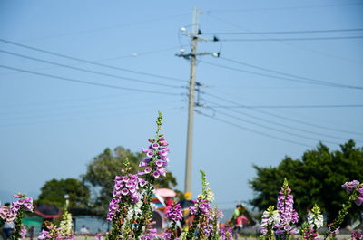 Low angle view of flowering plants against sky