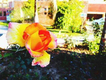 Close-up of flower against blurred background