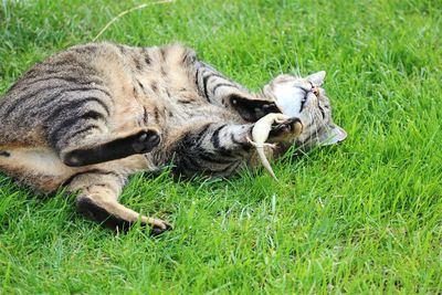 High angle view of cat caught lizard on grassy field