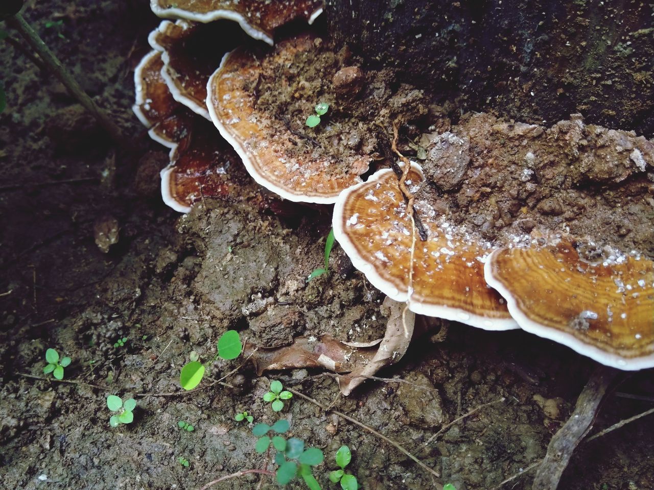 HIGH ANGLE VIEW OF A MUSHROOM