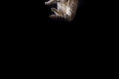 Close-up of a cat over black background