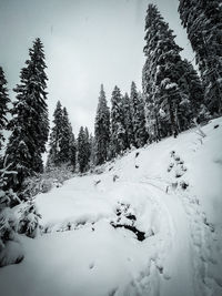 snow