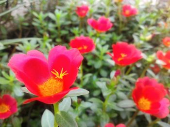 Close-up of red flowers blooming outdoors