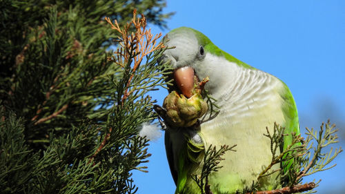 Low angle view of bird perching on tree