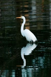 White duck in a lake