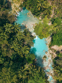 High angle view of river amidst trees in forest