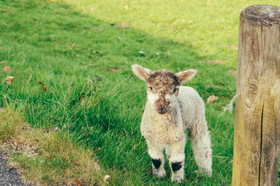 Portrait of lamb on field