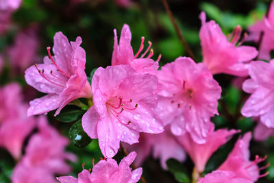 Close-up of wet pink flowers blooming outdoors