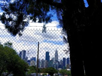 Trees seen through chainlink fence
