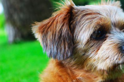 Close-up of dog looking away