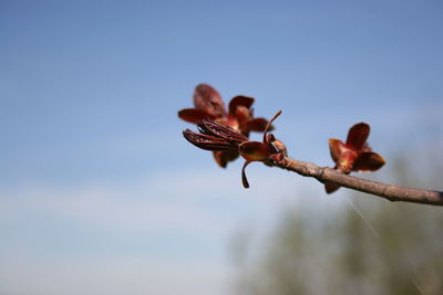 Low angle view of flowering plant against sky