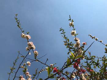 Low angle view of cherry blossom against clear blue sky