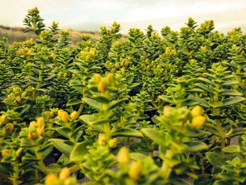 Close-up of green plants in field