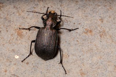 Close-up of insect on wall