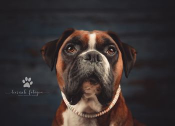 Close-up portrait of dog