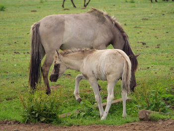 Wild horses in germany