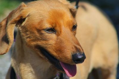 Close-up portrait of a dog