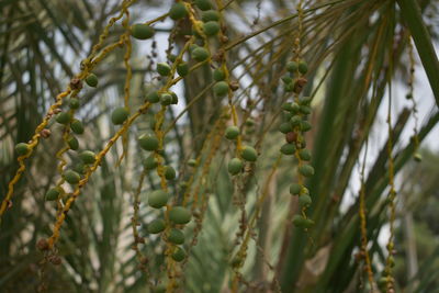 Close-up of fruit growing on tree