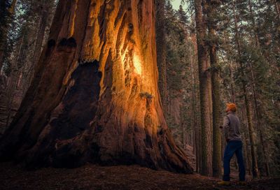 Low angle view of man standing by tree in forest