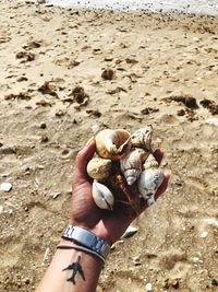 Close-up of hand holding shells on sand