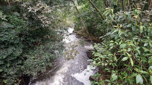 Scenic view of waterfall in forest