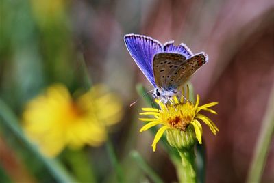 Close-up of butterfly pollinating on purple flower