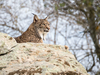 Low angle view of iberian lynx sitting on rock at donana national park