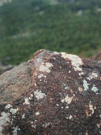 Close-up of lichen on rock