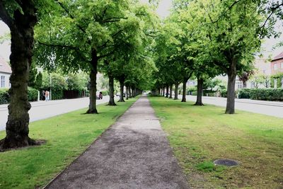 Empty footpath amidst trees in park