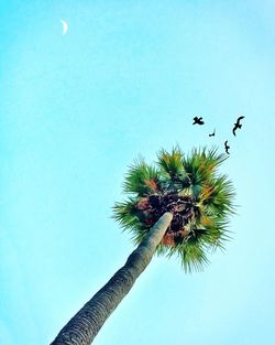 Low angle view of bird flying against blue sky