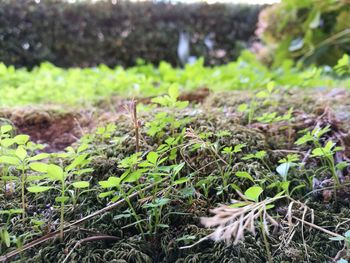 Close-up of fresh green plants on field