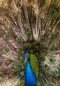 Close-up of peacock