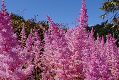 Low angle view of pink flowers blooming on tree