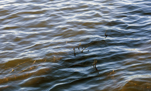 High angle view of bird in water