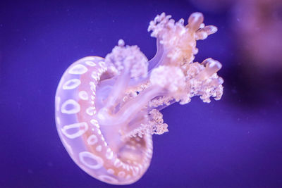 Close-up of jellyfish swimming in water