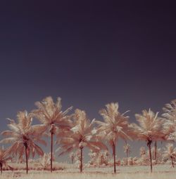 Infrared image of palm trees on field against clear sky