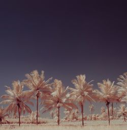 Trees in the dark