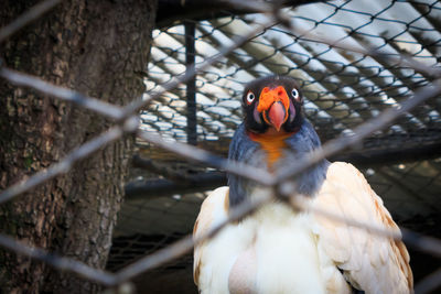 Close-up of bird perching in cage