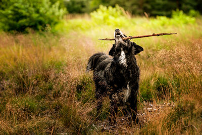 Dog in a field