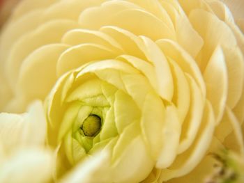 Close-up of rose flower