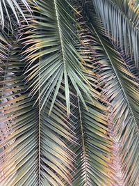 Photo of some palm leaves