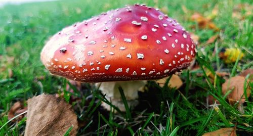 Close-up of fly agaric mushroom on field