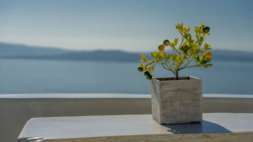 Flower vase on table by sea against sky