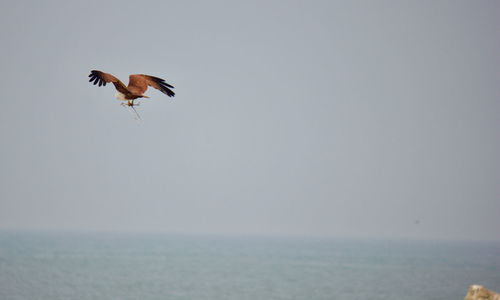 Bird flying over sea against clear sky