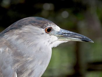 Close-up of a bird