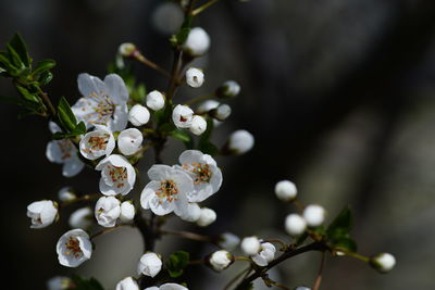 Close-up of white flowers on branch