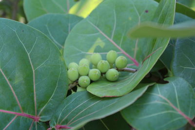 Close-up of fruits growing on plant