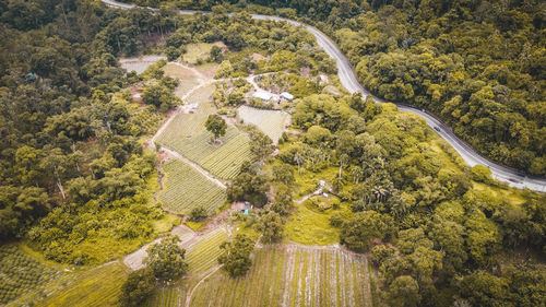 High angle view of road amidst trees in forest