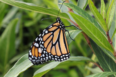 Butterfly on leaf